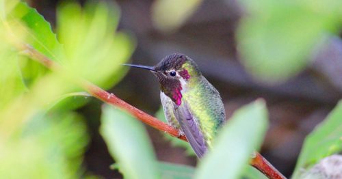 You know you've spotted an Anna's hummingbird when you see an iridescent pink gorget (throat). Photo: Lauren Salazar/Mobile Ranger