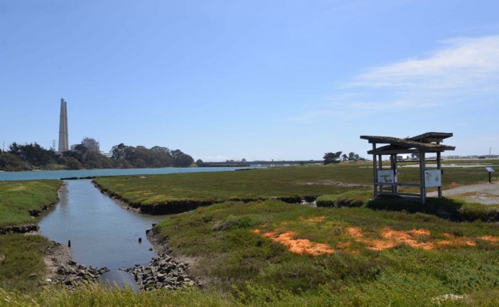 Elkhorn Slough: Interface Between Land and Sea