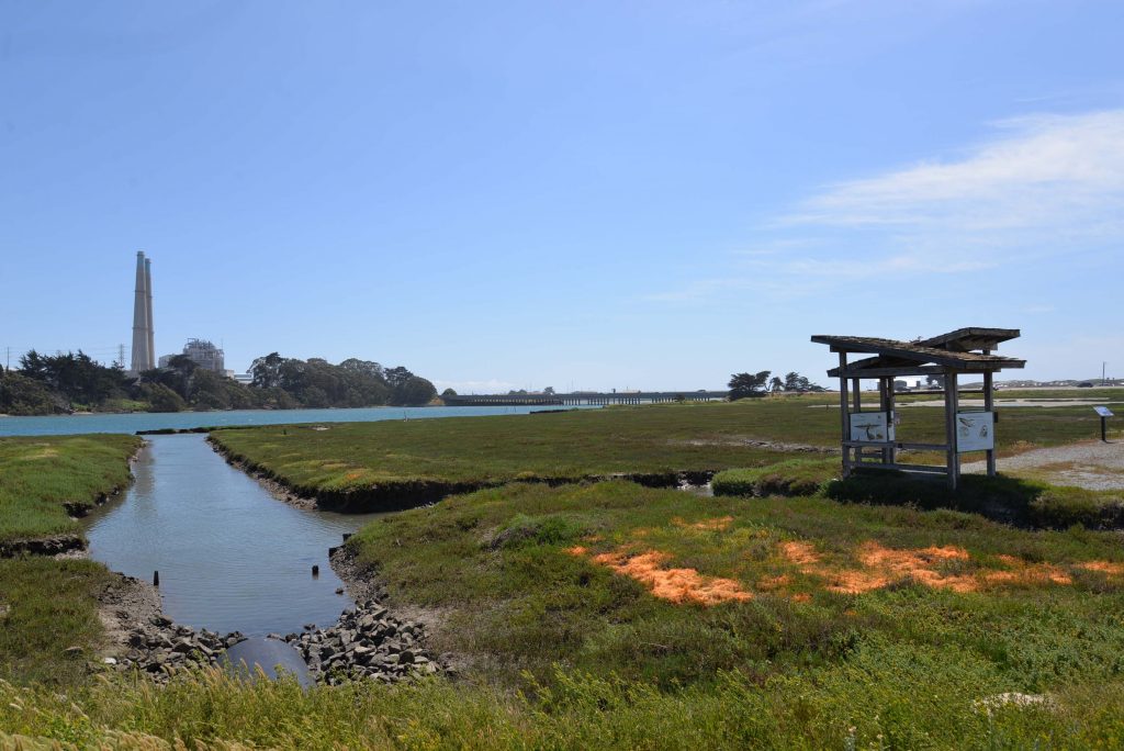 Elkhorn Slough with Moss Landing Power Plant in the background. The orange stuff is called dodder (Cuscuta) and is a parasitic plant. Photo: