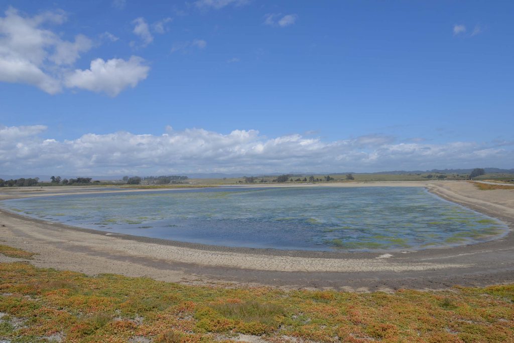 Present day salt pond at the wildlife viewing area. Photo: Julia Gaudinski/Mobile Ranger.