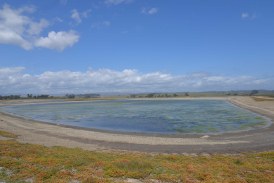 Elkhorn Slough: From Salt Ponds to Bird Sanctuary