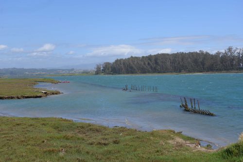 View of the slough just a short distance from the parking lot at the Moss Landing Wildlife Area. The wood posts were for docks for the salt ponds dating back to 1800’s. Photo: Julia Gaudinski/Mobile Ranger