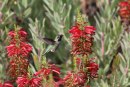 Hummingbirds: Anna’s and Allen’s