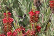 Hummingbirds: Anna’s and Allen’s