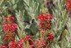 Hummingbirds: Anna’s and Allen’s