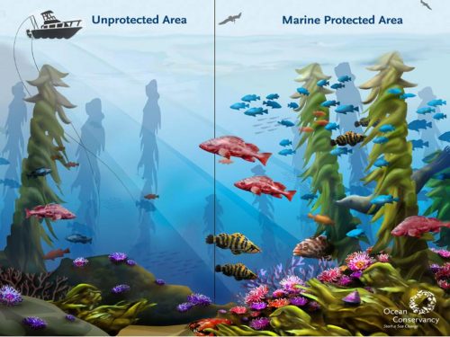 Image: Courtesy the Ocean Conservancy via the California Marine Sanctuary Foundation.