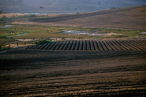 Sediments and chemicals from strawberry fields used to run off directly into the marshes. Photo: Elkhorn Slough Foundation 