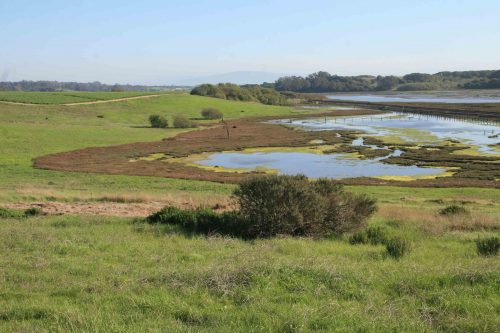 Today, there is a buffer zone of native vegetation that traps agricultural runoff before it reaches the Azevedo Marshes. Photo: Elkhorn Slough Foundation