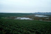 Managing a Strawberry Farm and Protecting the Elkhorn Slough