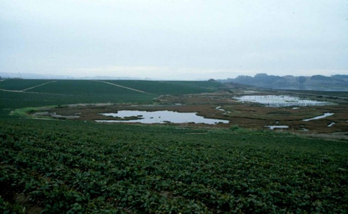Managing a Strawberry Farm and Protecting the Elkhorn Slough