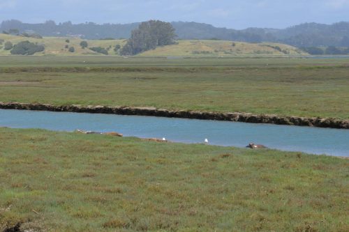 Several harbor seals rest at a side channel in Elkhorn Slough. Photo: Julia Gaudinski/Mobile Ranger