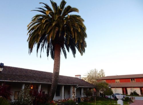 A Canary Island date palm leans away from Santa Cruz City Hall at Center Street and Church Street. Photo: Laurel Wee