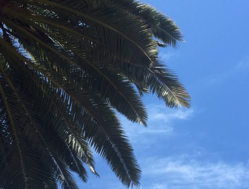Feather palm leaves of the Canary Island date palm in front of Santa Cruz City Hall. Photo: Laurel wee.