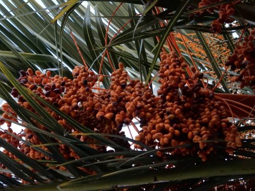 Clusters of Canary Island dates. Photo: Laurel Wee