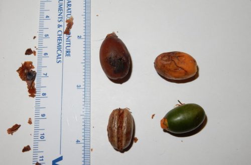 Close up of Canary Island dates, the one on the lower left is the seed. Photo: Laurel Wee