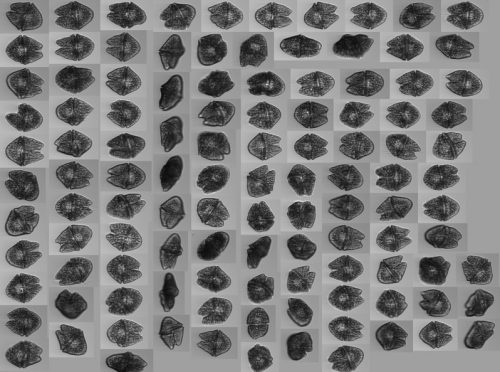 Photos of Akashiwo sampled from a continuous stream of water. Normally there is a mix of phytoplankton species in the water stream. Lately, only t Akashiwo  has been present. Photo: Raphael Kudela Laboratory, UCSC