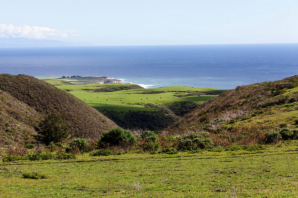 Coast Dairies property in Santa Cruz County. Cows still graze on the wide flat first marine terrace. Photo:href="https://commons.wikimedia.org/wiki/File:Coast_Dairies_near_Santa_Cruz.JPG" srcset=